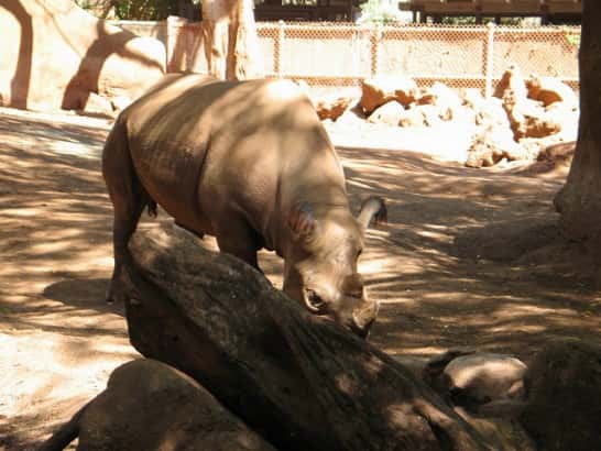 初ハワイの人でも簡単 オアフ島で動物と触れ合える場所 はじめてのハワイ旅行