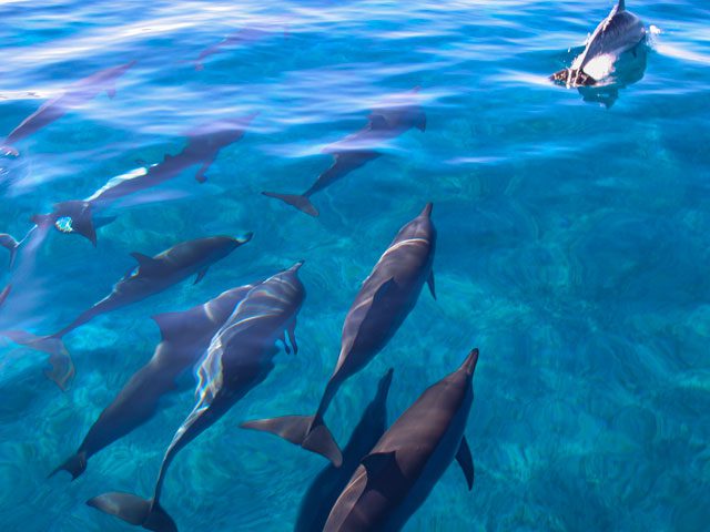 ハワイでの野生のイルカとの遊泳規制について老舗ツアー会社に問い合わせた結果 はじめてのハワイ旅行