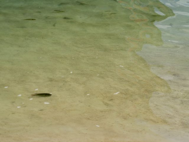 ヒルトン・ハワイアン・ビレッジのラグーンで見かけた魚