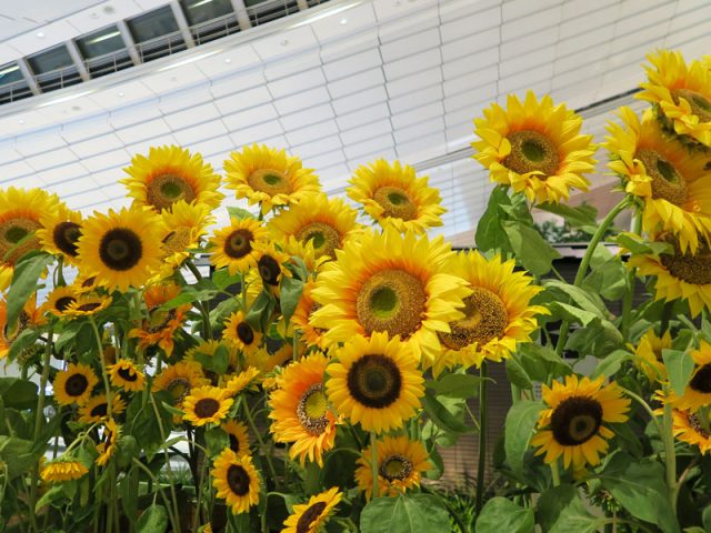 2019年8月、羽田空港国際線ターミナル、出国前エリア4Fの展示エリアの向日葵の様子
