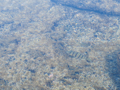 ハワイ島、Kahalu’u Beach Parkの潮溜りで見た小さな熱帯魚
